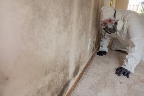 Best Forensic Mold Investigation  in Leo Cedarville, IN